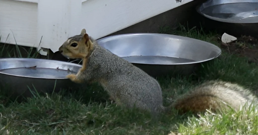 water for squirrels