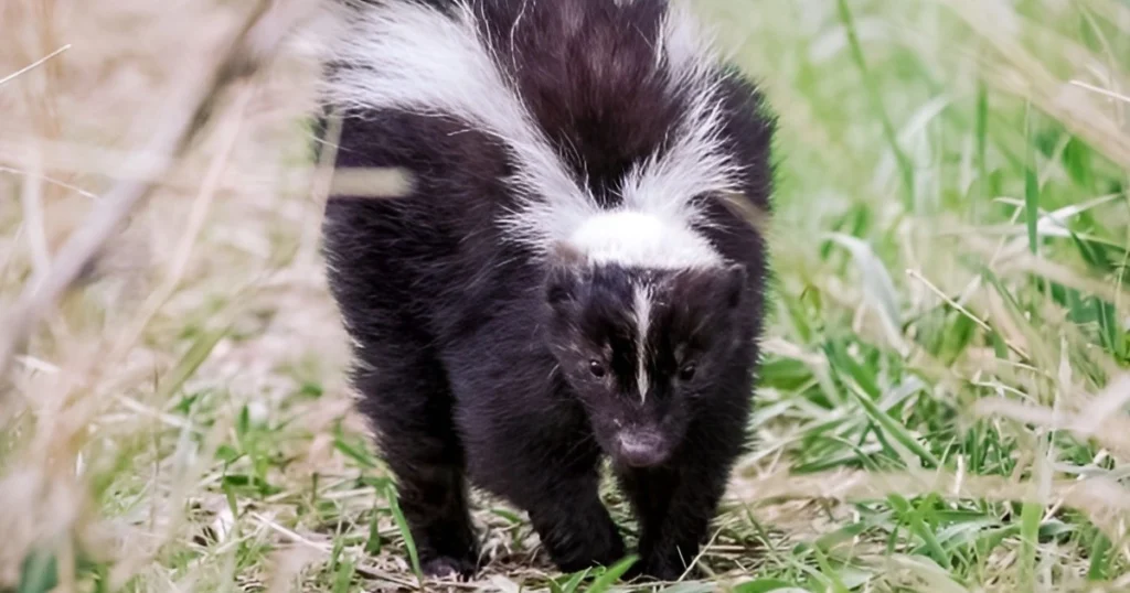 what is the best skunk repellent