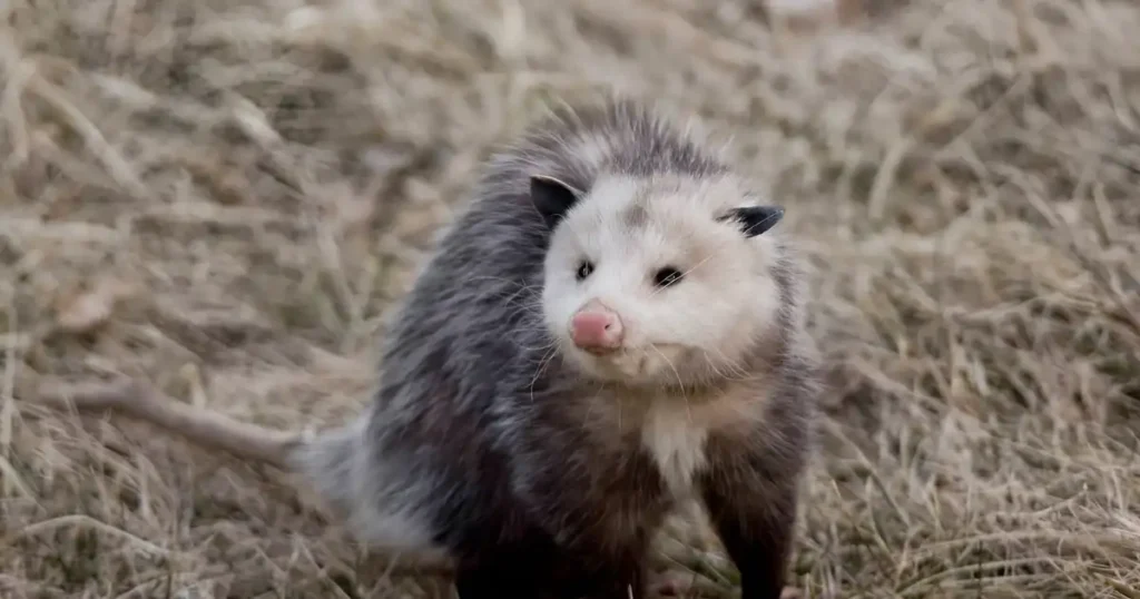 opossum as pet, opossum pets, opossum care, opossum pet care
