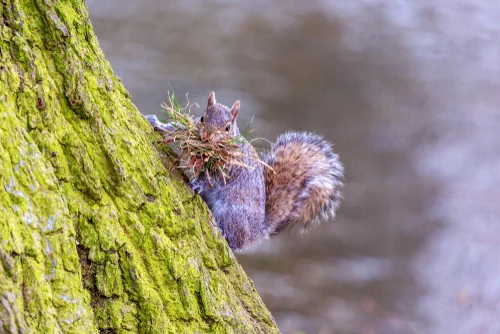 why squirrels build nests