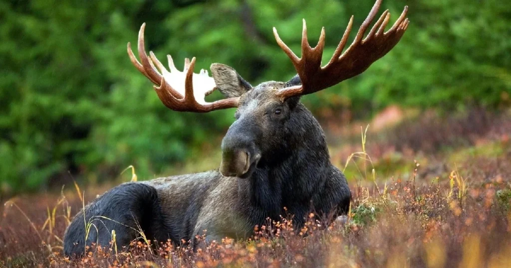 moose deaths per year