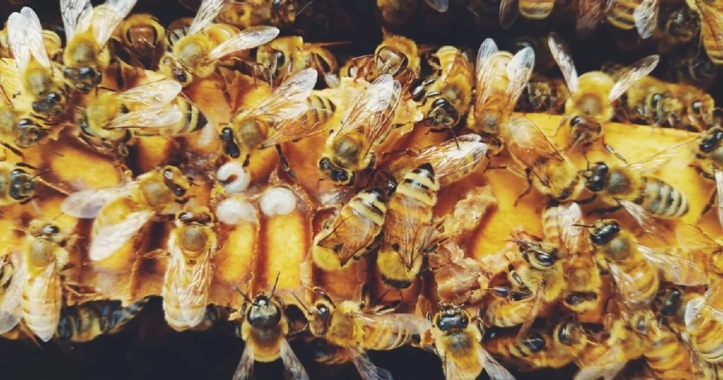 honey bee jobs in the hive