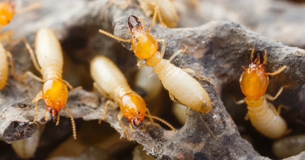 best termite treatment 