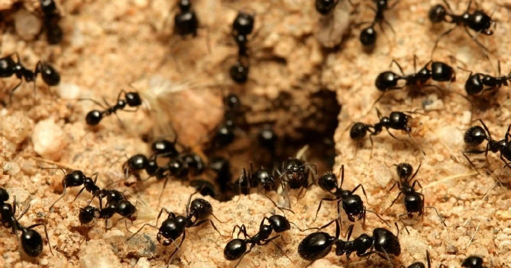 black ant traps