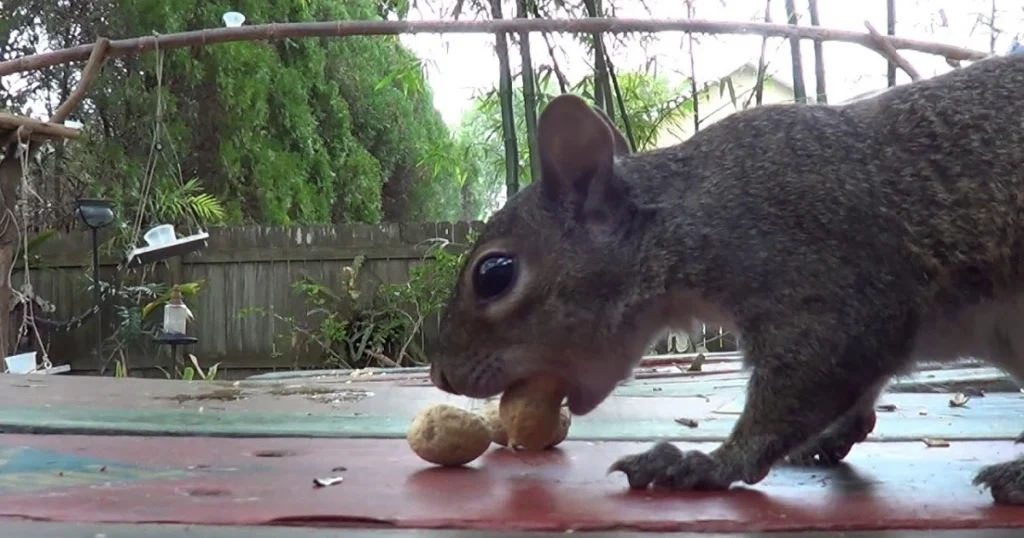 do squirrels like peanuts in the shell