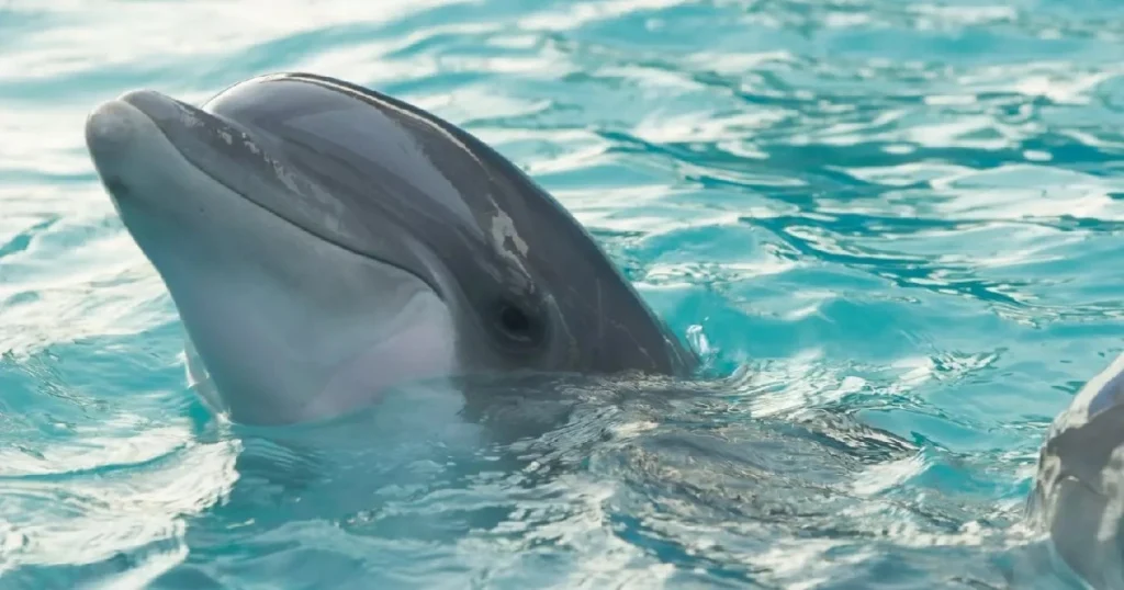 dolphin attacks per year