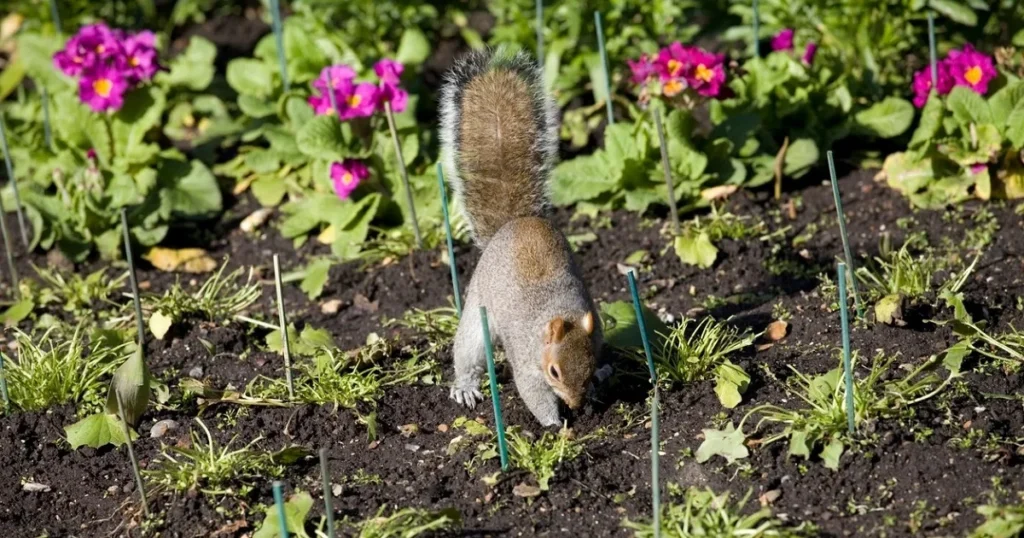 squirrels digging in yard