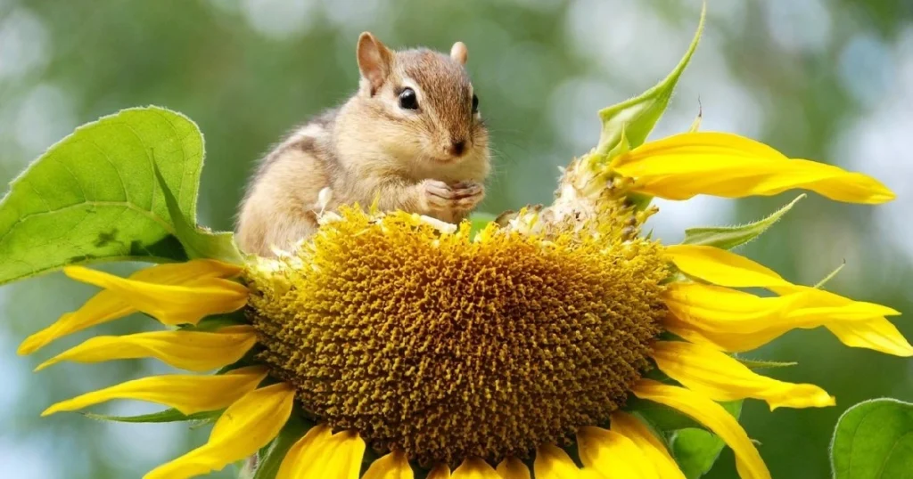 are sunflower seeds good for squirrels