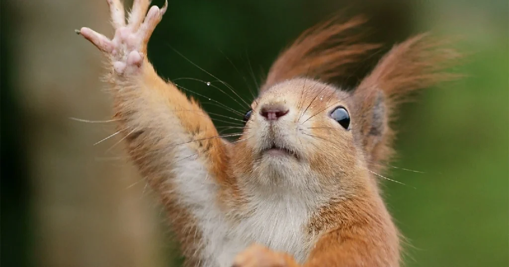 do squirrels have thumbs