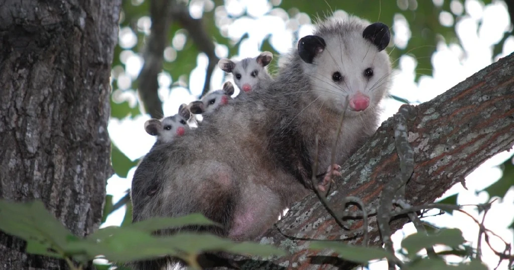 opossum temperature