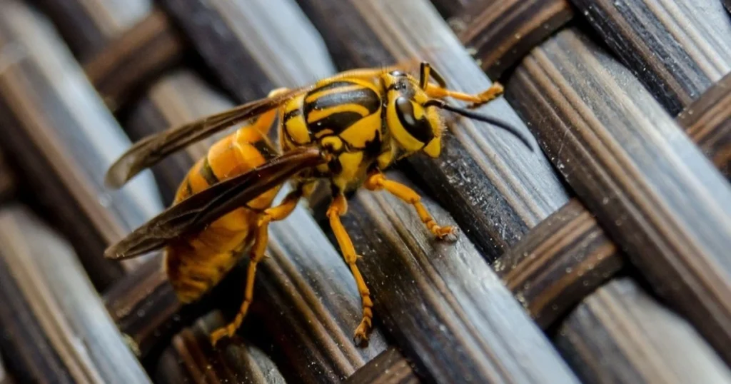 does wasp and hornet spray kill yellow jackets