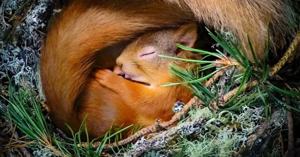 ground squirrel hibernating