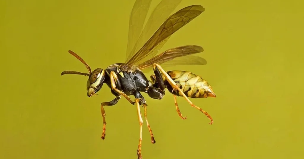 wasp breeds