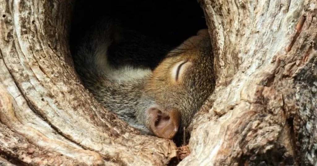 ground squirrel hibernating