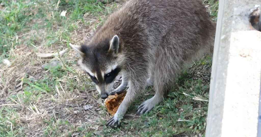 raccoon eating chicken