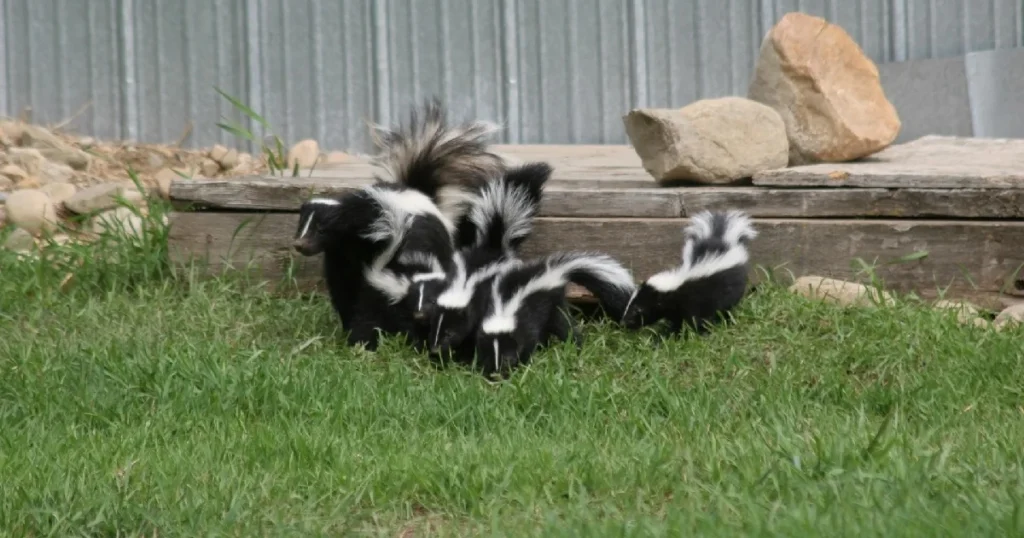 how to trap a skunk without getting sprayed