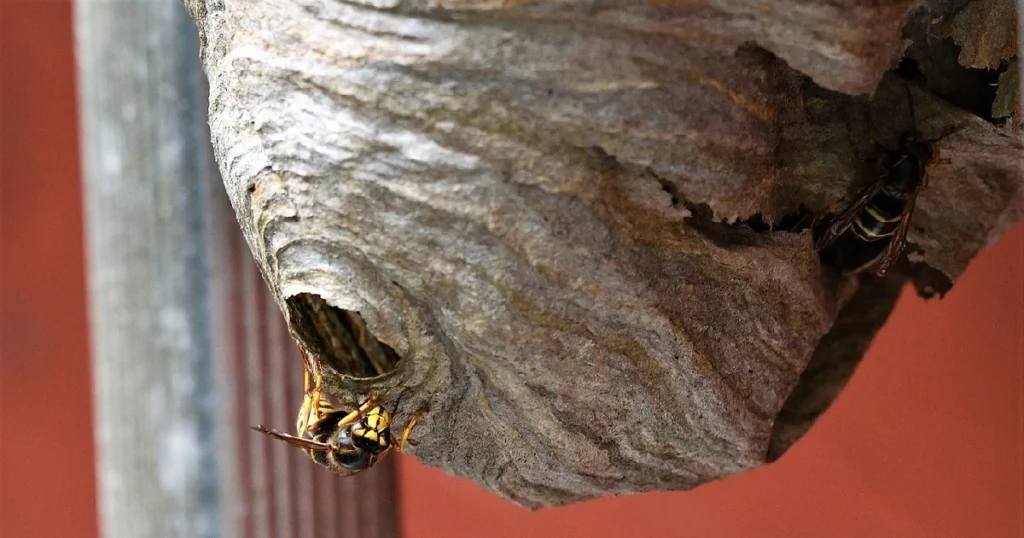 how to prevent wasps from making nests