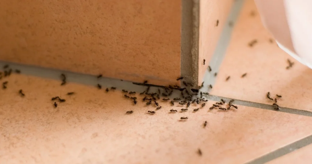how to get rid of tiny ants in bedroom