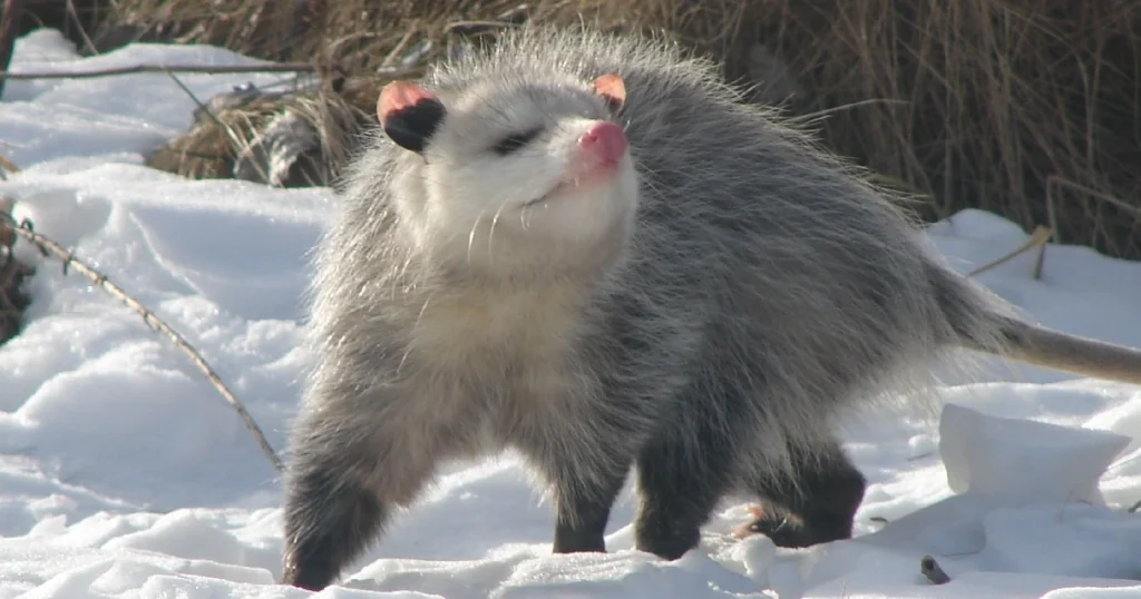 how to pronounce opossum