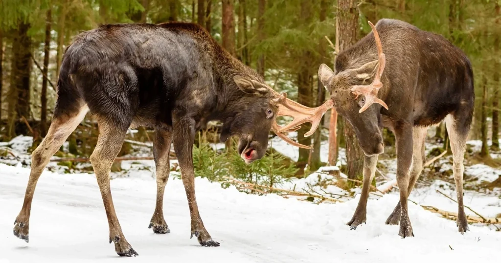 moose attacks each other