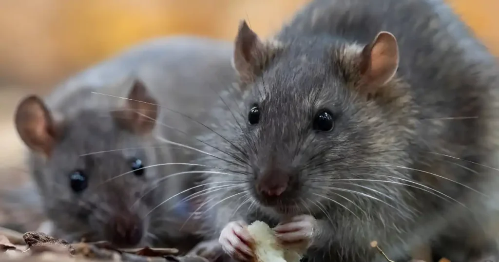 baby possum vs rat
