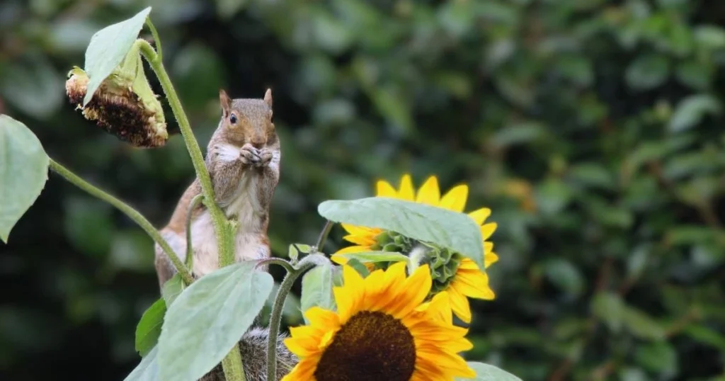 can squirrels eat sunflower seeds