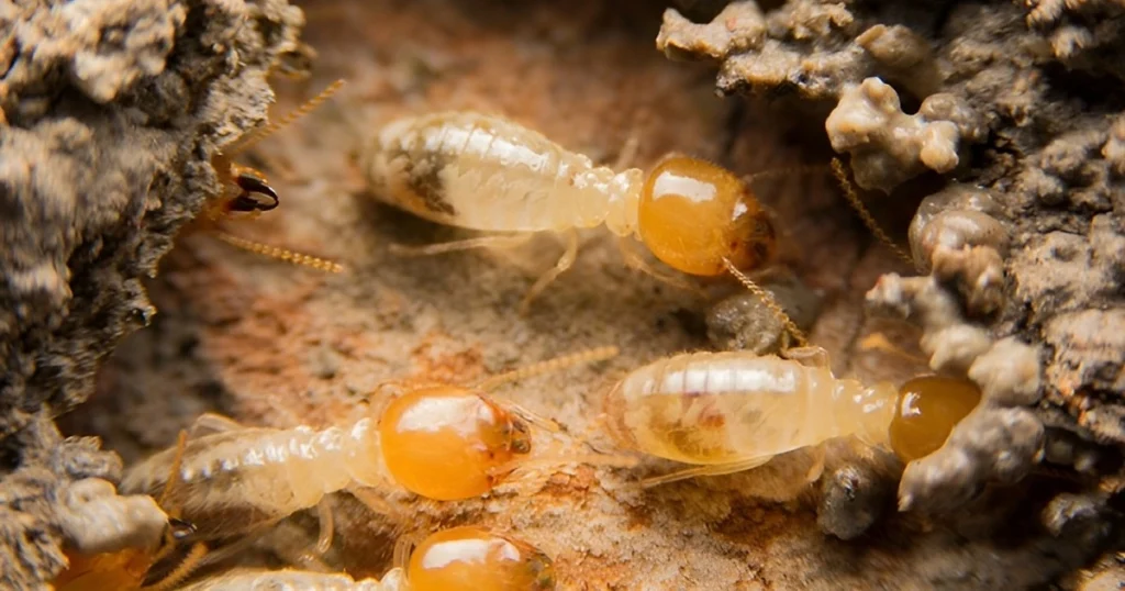 how much to treat termites