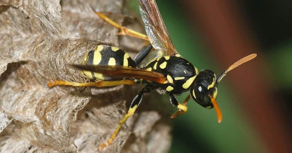 what kills wasps on contact