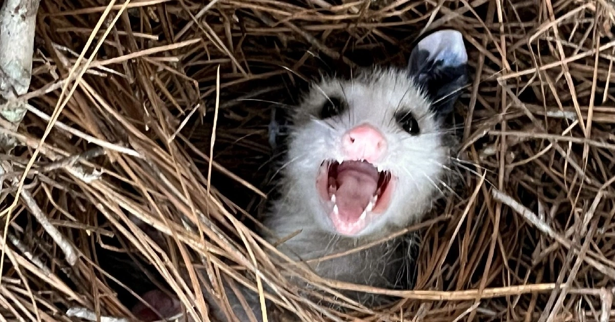opossum nests