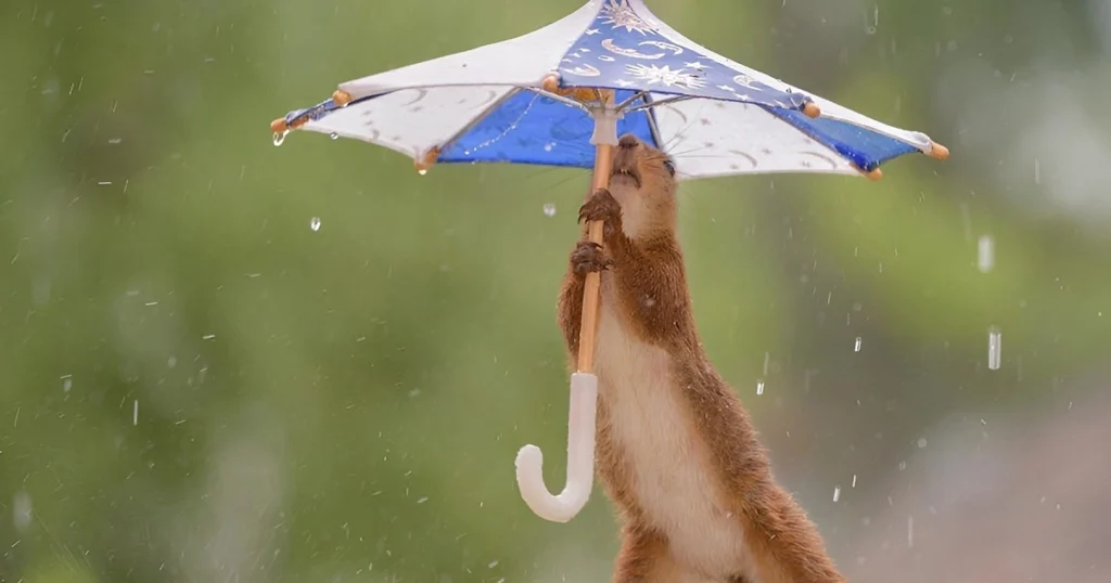 what do squirrels do when it rains
