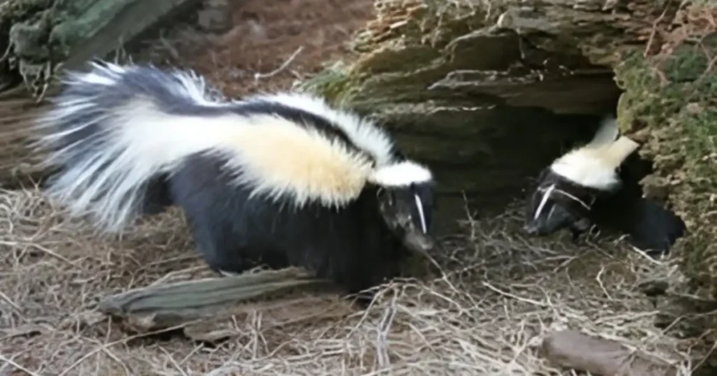 skunk burrow identification, skunk burrow