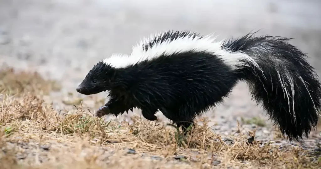 spiritual meaning of seeing a skunk