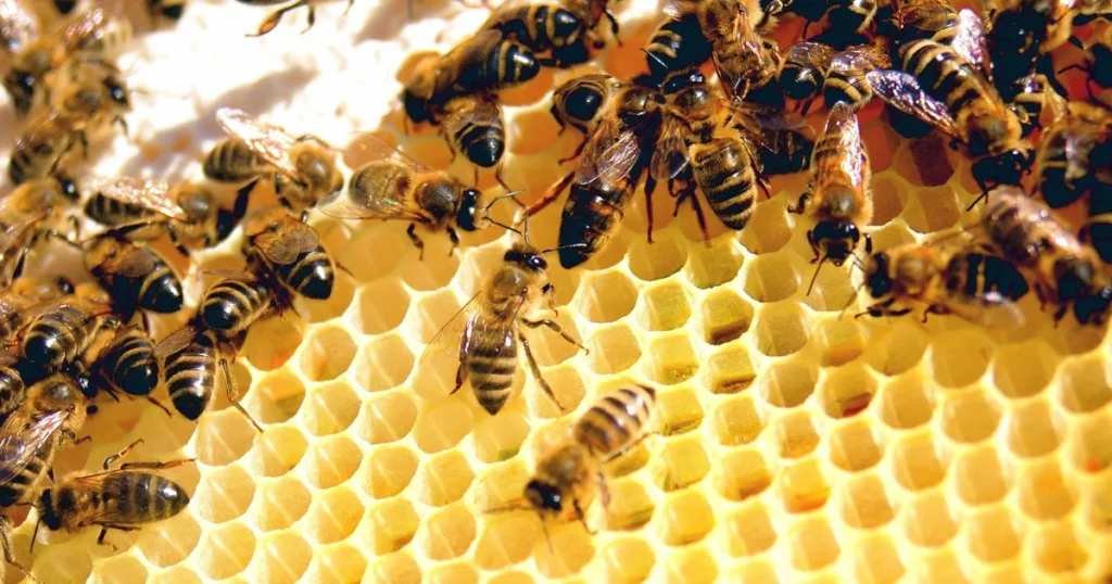 honey bee jobs