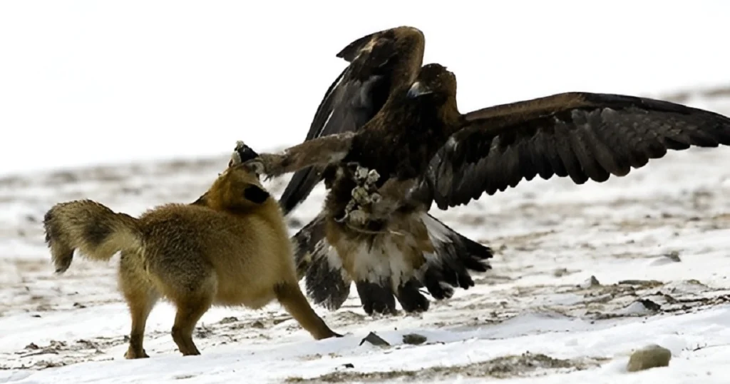 eagle fighting bobcat