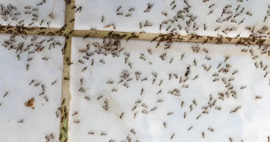 how to keep ant infestation from bedroom