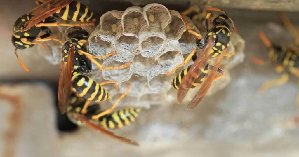 prevent wasp nests