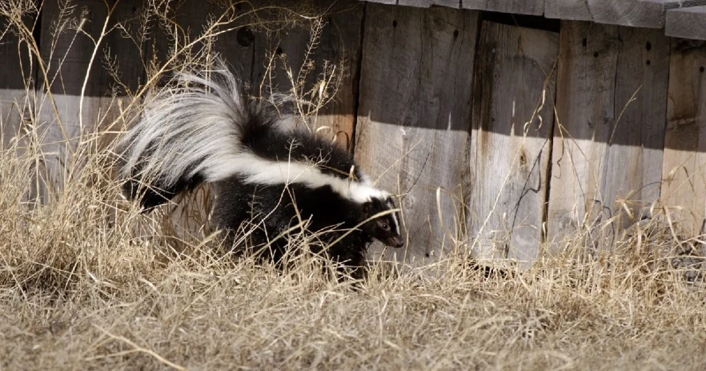 how to catch a skunk in a live trap
