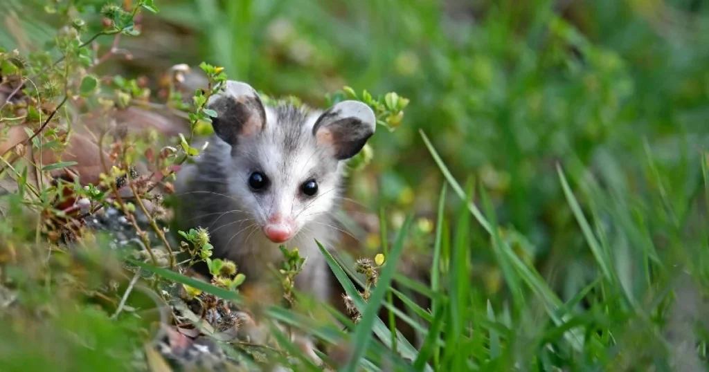 baby opossum sounds