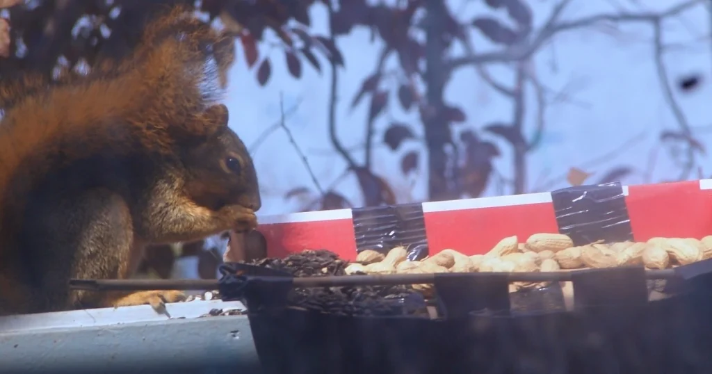 raw peanuts for squirrels