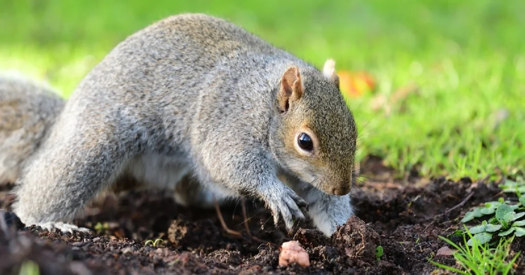 how to keep squirrels from digging in yard