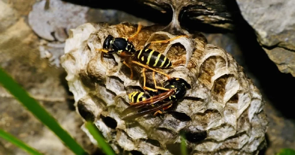 what kills wasps instantly?