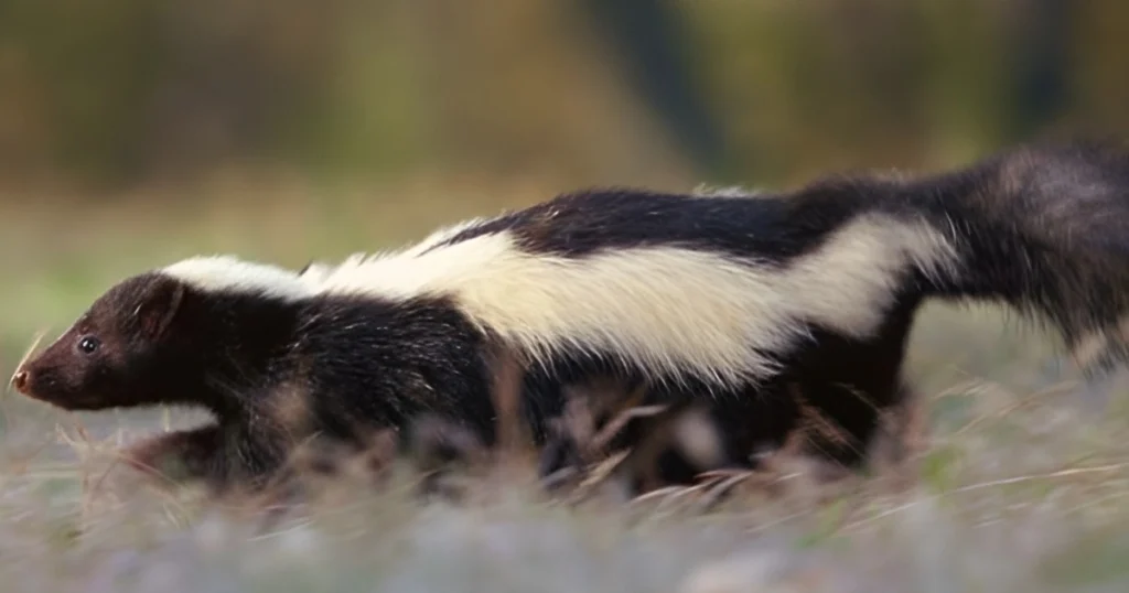 skunk spiritual meaning