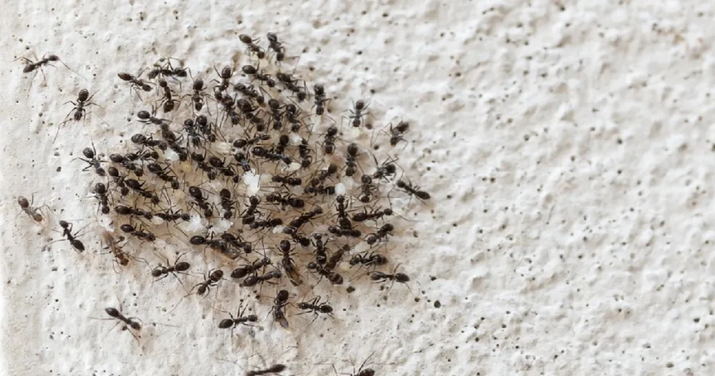 how do i get rid of ants in my bedroom