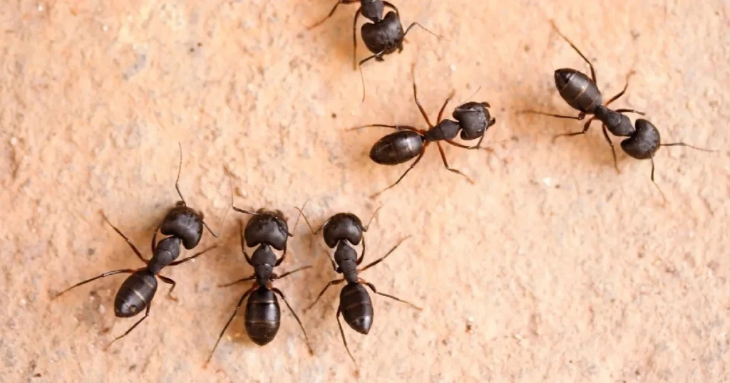 large black ant looking bug