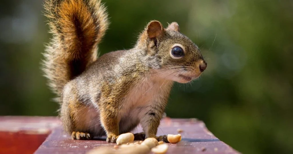 can squirrels eat peanuts in shell