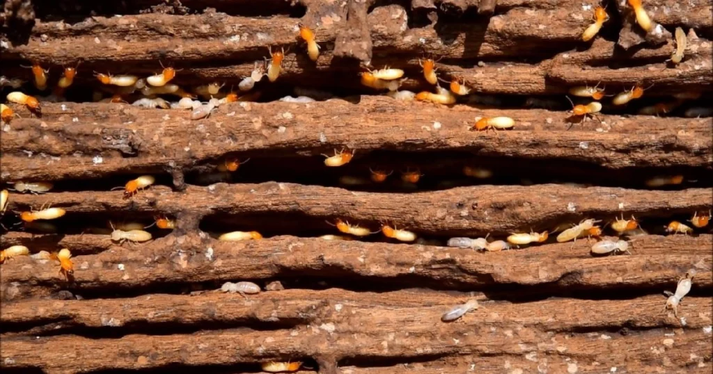 how much termite treatment cost
