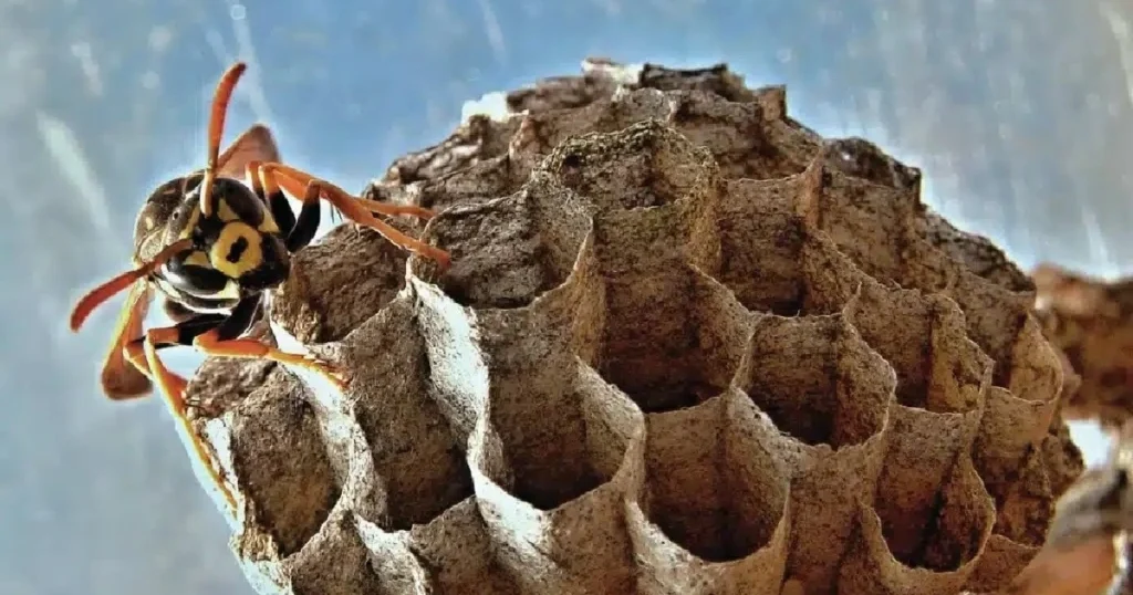 how to prevent wasp nests