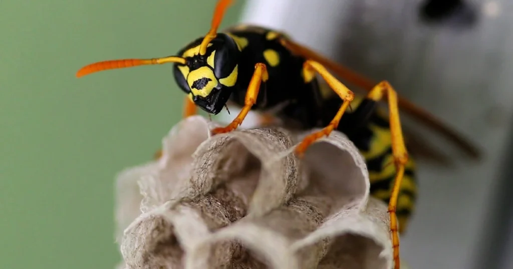 what kills wasp instantly