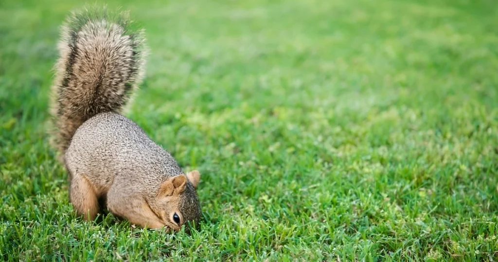 how to prevent squirrels from digging in yard