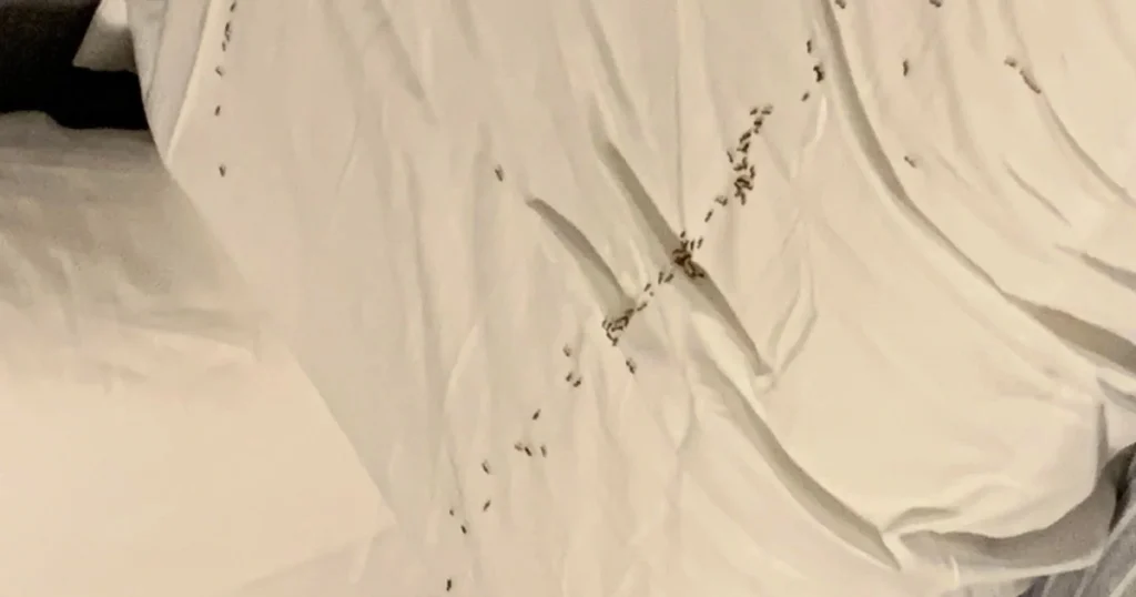 ant infesting bed